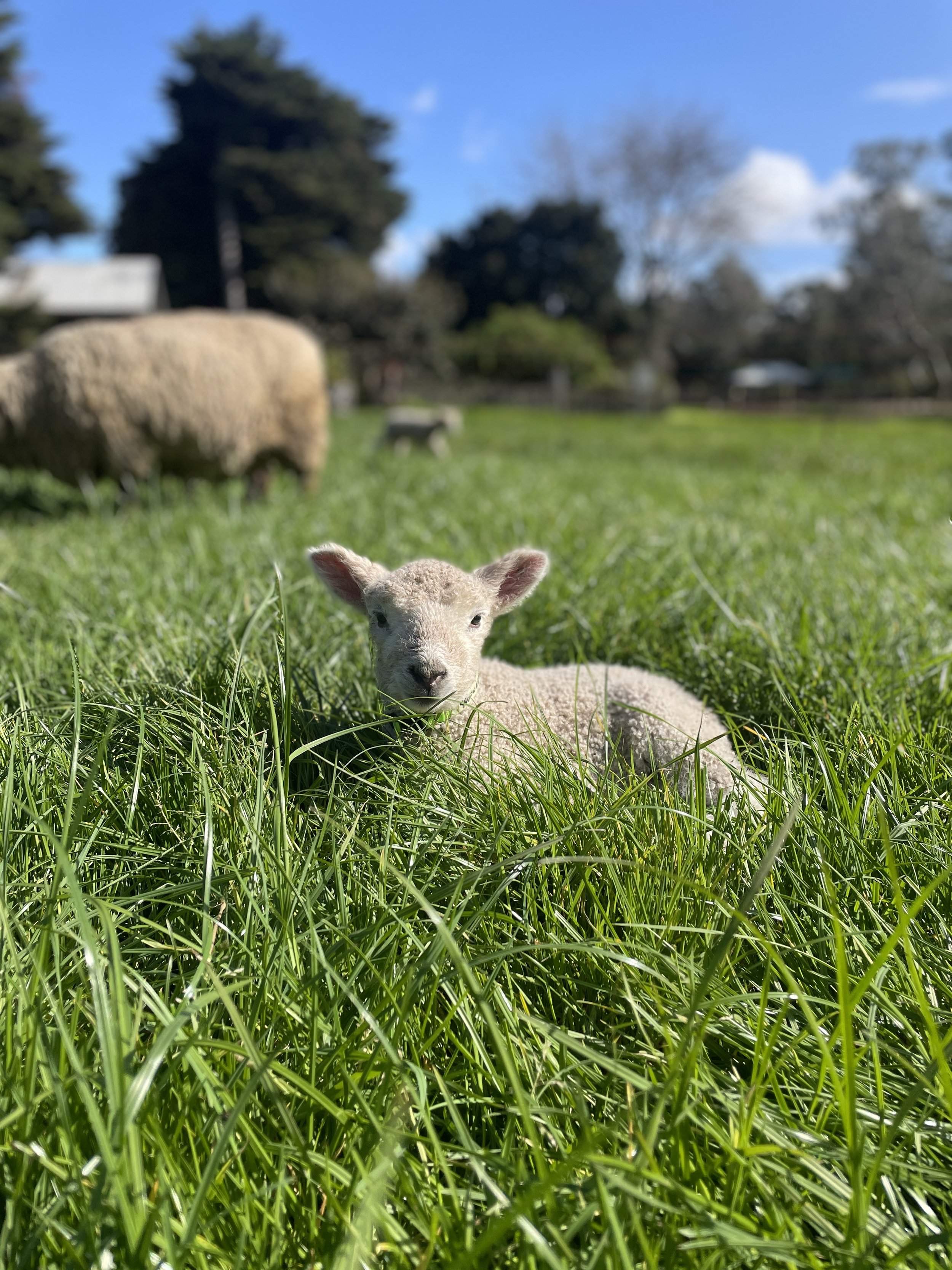 콜링우드 어린이 농장(Collingwood Children's Farm)